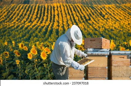 Beekeeper Working In The Field Of Sunflowers