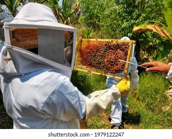 Beekeepers showing the handling of honeycombs with the appropriate protective equipment with all the security measures to be able to extract the honey from the Bee.  - Powered by Shutterstock