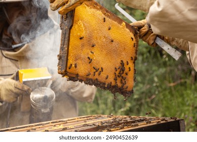 Beekeepers in Spain examining a frame full of organic honey out of beehive wearing protective suits and using smoker in a natural environment. Guadalajara - Powered by Shutterstock