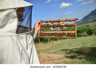 beekeeping activities and work