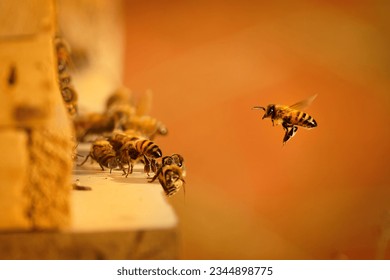 Beekeeping or apiculture, care of the bees, working hand on honey, apiary (also bee yard) with beehives and working beekeepers in australian outback, honey bee on the honeycomb or flying home.
