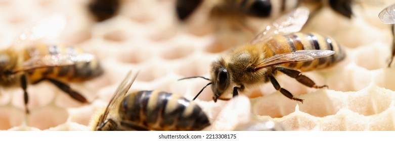 Beekeeping Bee Honey Beeswax In Apiary. Honeycomb With Honey Macro Frame And Bee Produces Honey Concept