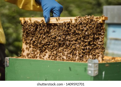 Beekeeping, beekeeper at work, bees in flight