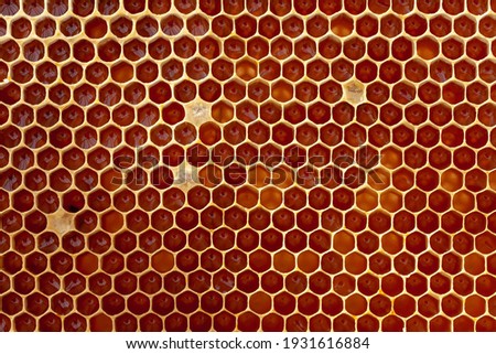 Beekeeping - close-up of the cells of a frame partially filled with honey 