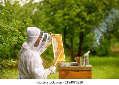 Beekeeping concept, beekeeper looks after bees, the bees checks, checks honey, beekeeper exploring honeycomb