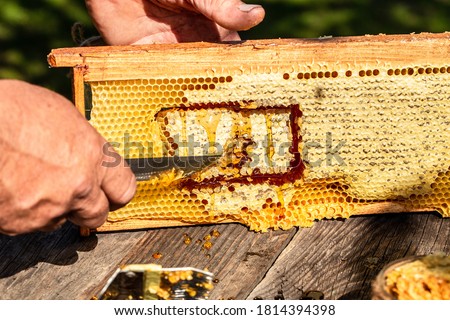 Beekeeping concept, beekeeping tools. frame with bees wax structure full of fresh bee honey, beekeeper cuts in the frame honeycombs.