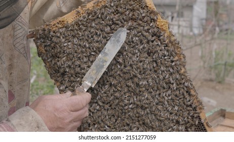Beekeeping in countryside. Organic farming. Beekeeper removing honeycomb from beehive. Person in beekeeper suit taking honey from hive. Farmer wearing bee suit working with honeycomb in apiary.