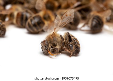 141 Bee Disappearing Images, Stock Photos & Vectors | Shutterstock