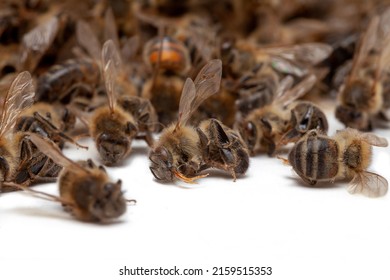 Beekeeping and disappearance of bees - Group of dead bees on a white background - Shutterstock ID 2159515353