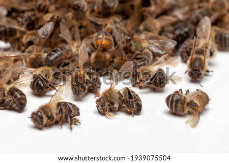 Beekeeping - disappearance of bees: group of dead bees on white background 