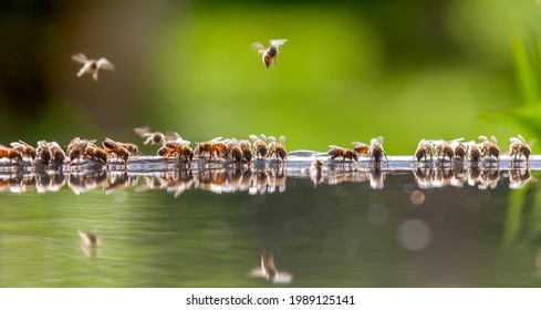 Beekeeping - Group of bees drinking from a basin filled with water - Powered by Shutterstock