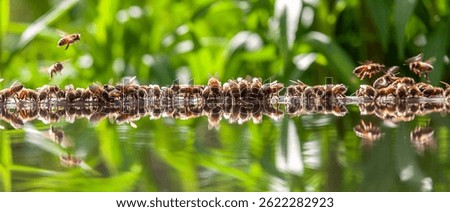 Beekeeping - Group of bees drinking from a basin filled with water
