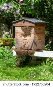 Beekeeping - grouping of bees placed in front of the hive before swarming 