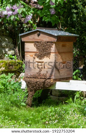 Beekeeping - grouping of bees placed in front of the hive before swarming 