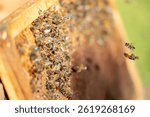 Beekeeping - Honey bee licking honey from the wax cells of a hive frame