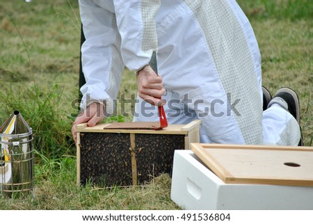 Beekeeping installing bees in hive