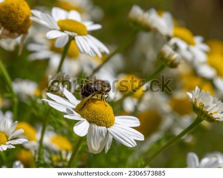 bee-like fly sits on a white daisy flower on a summer day. Insect on a flower close-up. Hover flies, also called flower flies or syrphid flies, make up the insect family Syrphidae.