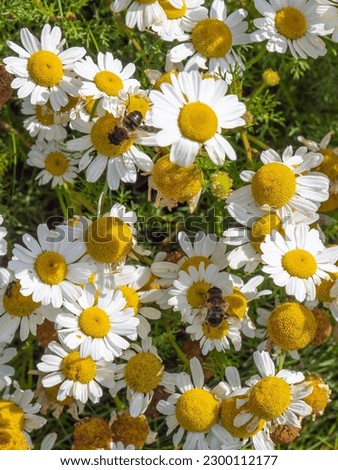 A bee-like syrphid fly perched on white chamomile flowers on a summer day. White wildflowers. Pollination of plants by insects. Hover flie perched on white daisy in close up photography