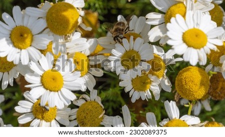 A bee-like syrphid fly perched on white chamomile flowers on a summer day. White wildflowers. Pollination of plants by insects. flower flie perched on white daisy in close up photography