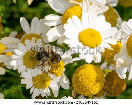 A bee-like syrphid fly perched on white chamomile flowers on a summer day. White wildflowers. Pollination of plants by insects. syrphid flie perched on white daisy in close up photography