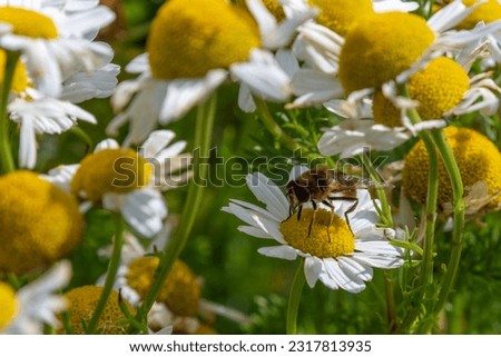 A bee-like syrphid fly perched on white chamomile flowers on a summer day. White wildflowers. Pollination of plants by insects. Hover flie perched on white daisy in close up
