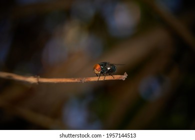                  Beelzebub, The Lord Of The Flies.   A Fly Sits On A Branch The Background Is Dark Completely Blurred.           