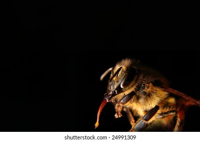 bee,macro,closeup,