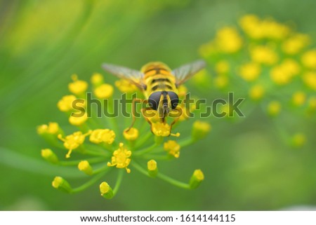 bee-mimicking hoverfly sits on an umbellifer in the sunlight. Hoverfly sit on dill inflorescences.Close up.Copy spase.Macro