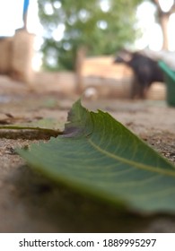 Been leaf close shot with selective focus