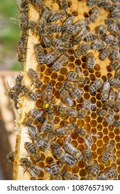 beequeen with workers on bee frame close up