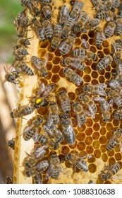 beequeen with workers on bee frame close up