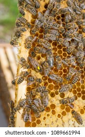 beequeen with workers on bee frame close up