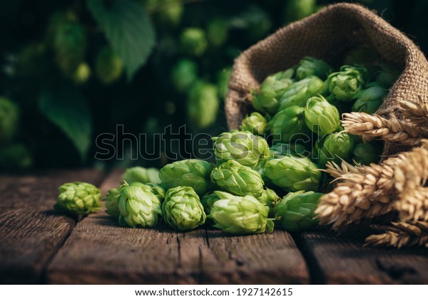 Beer\
brewing ingredients, hops, and wheat ears on a wooden cracked old\
table in front of hops plantation. Beer brewery concept. Wheat ears\
and hop cones in the linen sack in the\
foreground.