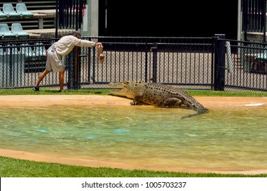 Beerwah, Queensland, Australia - December 14, 2017. Zoo Keeper Feeding Crocodile During Crocodile Show At Crocoseum In Australia Zoo In Beerwah, QLD.