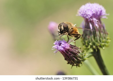 The bees