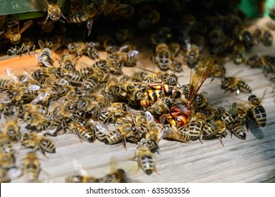 Bees Attacked By Hornets At The Hive. Bee Killer Hornet . Apiculture