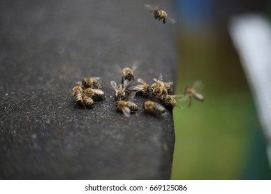 Bees in a beehive