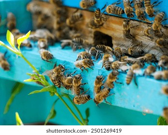 Bees at the beehive entrance 