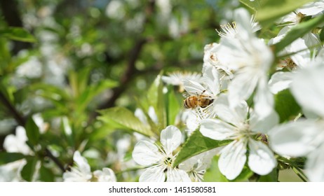 Bees in blossoms flower honey - Shutterstock ID 1451580581