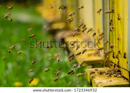 Bees bring pollen into the apiary
