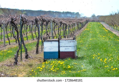 Bees are brought in to pollinate grapes and fruit trees in this Michigan USA vineyard and orchard