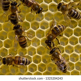 Bees build honeycombs and honey close to them.