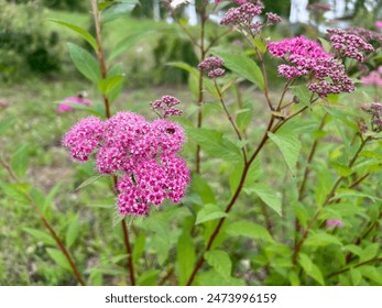 bees and bumblebees pollinate pink flowers on the branches of a spirea shrub in a park or nursery of ornamental plants in close-up - Powered by Shutterstock