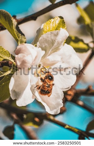 Similar – Image, Stock Photo A bumblebee in the bee pasture bed