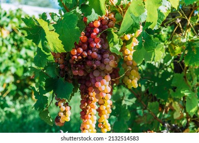 Bees in a bunch of muscatel grapes, in Mendoza Argentina.