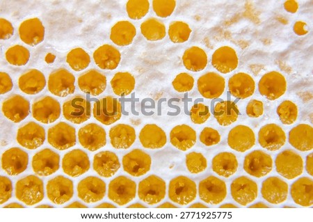 Bees are busy inside a hive creating honeycomb. They fill hexagonal cells with honey and prepare spaces for young bees to grow. This careful work shows their role in nature.