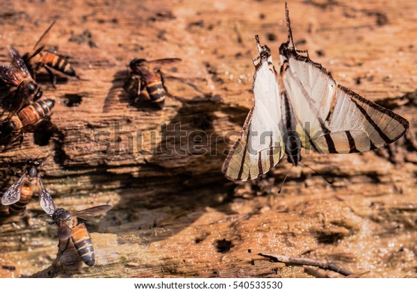 Bees Butterfly Nectar Feeders Food Beside Stock Photo Edit Now