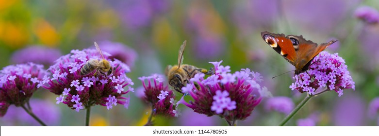 Bees And Butterfly On The Flower Garden