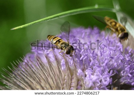 bees buzz around a large flower of a wild plant