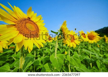 Bees buzzing around and pollinating sunflowers on bright summer day